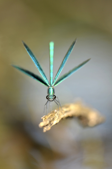 Patrik MAREK / PERCEPCE