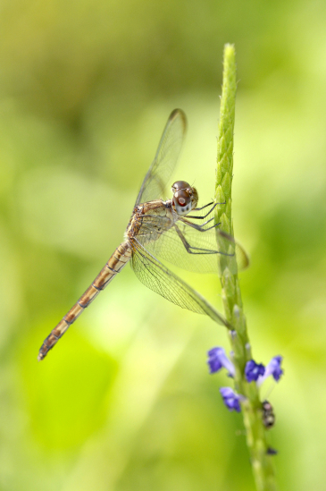 Patrik MAREK / PERCEPCE