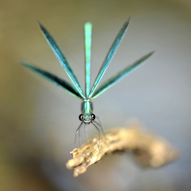 Patrik MAREK / PERCEPCE